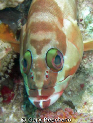 Grouper by Gary Beecheno 
